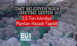 İzmit Belediyesi'nden Üretime Destek! 2,5 Ton İstiridye Mantarı Hasadı Yapıldı