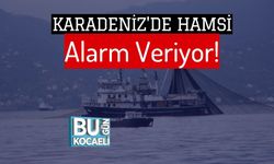 Karadeniz'de Hamsi Alarm Veriyor!