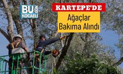 Kartepe'de Ağaçlar Bakıma Alındı