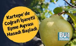 Kartepe’de Coğrafi İşaretli Eşme Ayvası Hasadı Başladı
