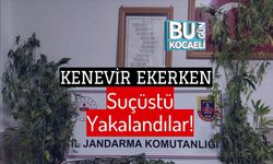 Kenevir Ekerken Suçüstü Yakalandılar!