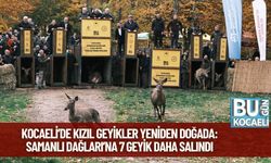 Kocaeli’de Kızıl Geyikler Yeniden Doğada: Samanlı Dağları’na 7 Geyik Daha Salındı