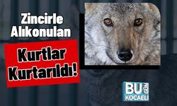 Zincirle Alıkonulan Kurtlar Kurtarıldı!