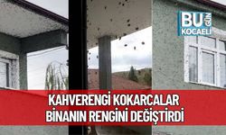 Şok Görüntü! Kahverengi Kokarcalar Binanın Rengini Değiştirdi