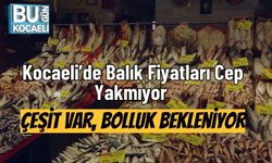 Kocaeli’de Balık Fiyatları Cep Yakmıyor: Çeşit Var, Bolluk Bekleniyor