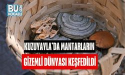 Kuzuyayla’da Mantarların Gizemli Dünyası Keşfedildi