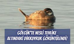 Gölcük’te Nesli Tehlike Altındaki Dikkuyruk Görüntülendi!