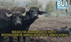 Kocaeli’de Manda Sayısı Arttı: Büyükşehir’in Damızlık Desteği Sonuç Verdi