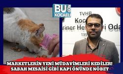 Marketlerin Yeni Müdavimleri Kediler! Sabah Mesaisi Gibi Kapı Önünde Nöbet