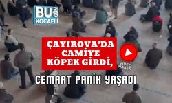 Çayırova’da Camiye Köpek Girdi, Cemaat Panik Yaşadı