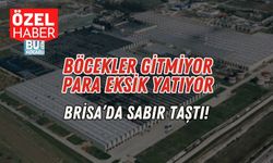 Böcekler Gitmiyor, Para Eksik Yatıyor: Brisa’da Sabır Taştı!