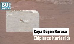 Çaya Düşen Karaca Ekiplerce Kurtarıldı