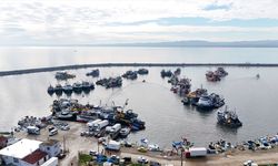 Hamsi Bolluğu Yaşanıyor