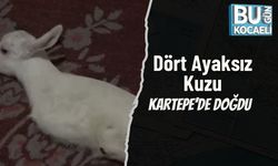 Dört Ayaksız Kuzu Kartepe’de Doğdu