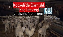 Kocaeli’de Damızlık Koç Desteği Verimliliği Artırdı