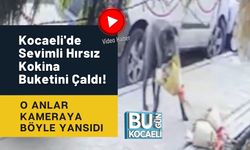 Kocaeli'de Sevimli Hırsız Kokina Buketini Çaldı! O Anlar Kameraya Böyle Yansıdı