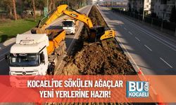 Kocaeli'de Sökülen Ağaçlar Yeni Yerlerine Hazır!