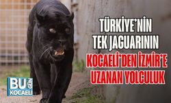 Türkiye’nin Tek Jaguarının Kocaeli’den İzmir’e Uzanan Yolculuk