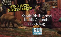 Menü Hazır, Müşteri Sadık! Kocaleli'de Turizmci İle Tilki Arasında Sıradışı Bağ