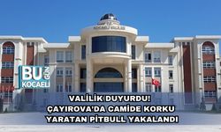 Valilik Duyurdu! Çayırova’da Camide Korku Yaratan Pitbull Yakalandı