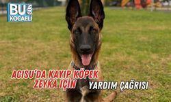 Acısu’da Kayıp Köpek Zeyka İçin Yardım Çağrısı
