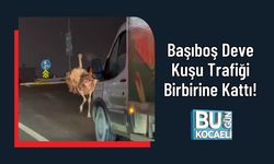 Başıboş Deve Kuşu Trafiği Birbirine Kattı!