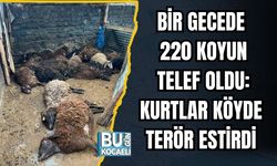 Bir Gecede 220 Koyun Telef Oldu: Kurtlar Köyde Terör Estirdi