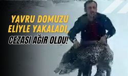 Yavru Domuzu Eliyle Yakaladı, Cezası Ağır Oldu!