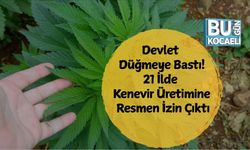 Devlet Düğmeye Bastı: 21 İlde Kenevir Üretimine Resmen İzin Çıktı