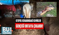 Otoyol Kenarındaki Kemikler Gerçeği Ortaya Çıkardı!