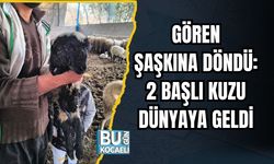 Gören Şaşkına Döndü: 2 Başlı Kuzu Dünyaya Geldi