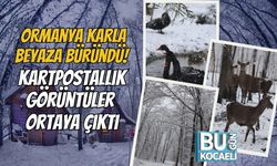 Ormanya Karla Beyaza Büründü! Kartpostallık Görüntüler Ortaya Çıktı