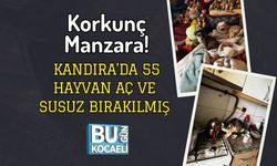 Korkunç Manzara! Kandıra’da 55 Hayvan Aç ve Susuz Bırakılmış