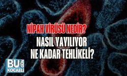 Nipah Virüsü Nedir? Nasıl Yayılıyor, Ne Kadar Tehlikeli?