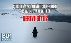 Sürüden Ayrılan Nihilist Penguen Sosyal Medyayı Salladı: Nereye Gitti?