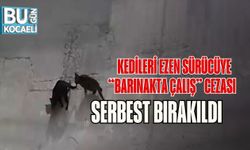 Kedileri Ezen Sürücüye “Barınakta Çalış” Cezası: Serbest Bırakıldı