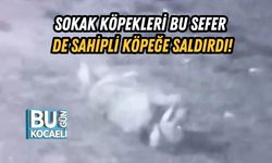 Sokak Köpekleri Bu Sefer De Sahipli Köpeğe Saldırdı!