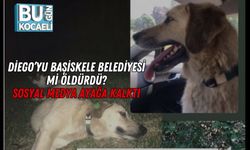 Diego’yu Başiskele Belediyesi Mi Öldürdü? Sosyal Medya Ayağa Kalktı