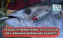 Tezgahta Sergilenen 353 Kiloluk Dev Orkinos Görenleri Şaşırttı