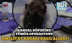 Kangal Köpeğine Tümör Operasyonu: Ameliyat Kararı Nasıl Alındı?