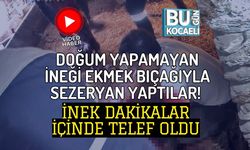 DOĞUM YAPAMAYAN İNEĞİ EKMEK BIÇAĞIYLA SEZERYAN YAPTILAR! İNEK DAKİKALAR İÇİNDE TELEF OLDU