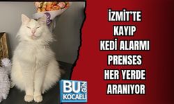 İZMİT’TE KAYIP KEDİ ALARMI: PRENSES HER YERDE ARANIYOR