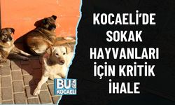KOCAELİ’DE SOKAK HAYVANLARI İÇİN KRİTİK İHALE