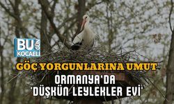 GÖÇ YORGUNLARINA UMUT: ORMANYA’DA 'DÜŞKÜN LEYLEKLER EVİ'