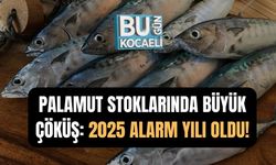 PALAMUT STOKLARINDA BÜYÜK ÇÖKÜŞ: 2025 ALARM YILI OLDU!