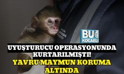 UYUŞTURUCU OPERASYONUNDA KURTARILMIŞTI!: YAVRU MAYMUN KORUMA ALTINDA