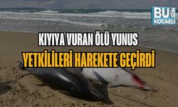 KIYIYA VURAN ÖLÜ YUNUS YETKİLİLERİ HAREKETE GEÇİRDİ