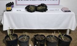 AKSU’DA UYUŞTURUCU OPERASYONU: 243 GRAM SKUNK ELE GEÇİRİLDİ