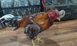 HOROZ DÖVÜŞÜNE BASKIN: 33 HAYVAN KURTARILDI