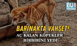 BARINAKTA VAHŞET! AÇ KALAN KÖPEKLER BİRBİRİNİ YEDİ